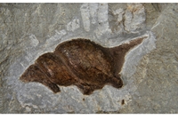 Aporrhais zitelli